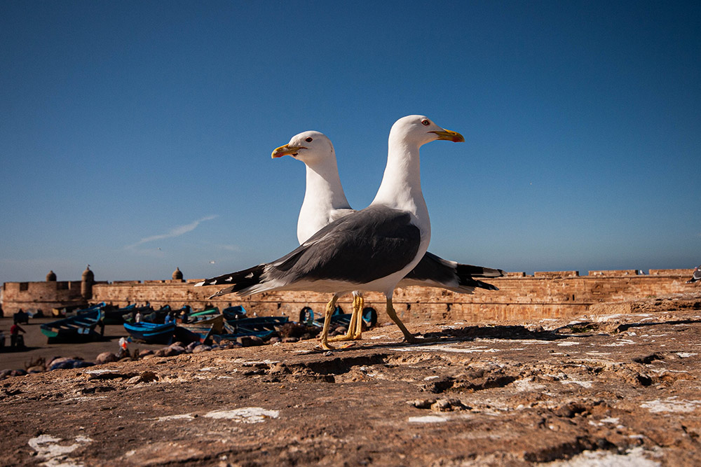 68617527_Maroc031.jpg.f6f7641204e6f2feb71da14549857e8d.jpg