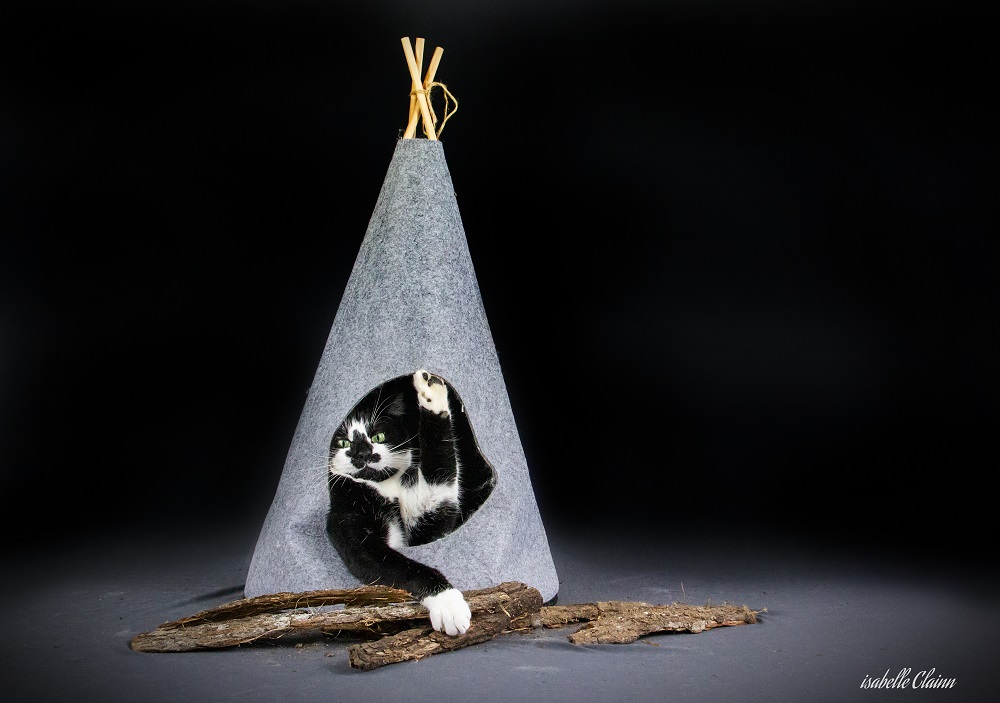 tipi chat 3 - Copie.jpg