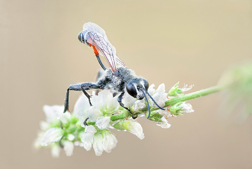 794378726_MACRO-68prionyxlividocinctuscopie.jpg.c8d35ecfcda3c2656f96b12ebd35eb43.jpg