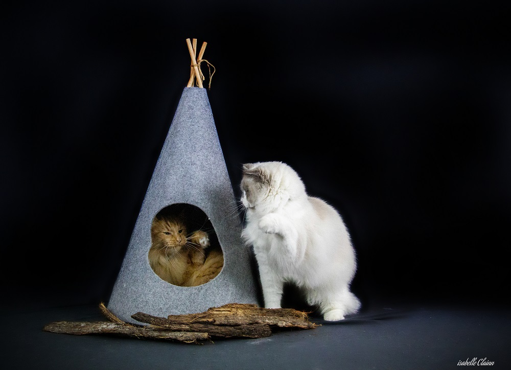 tipi chat 2 - Copie.jpg