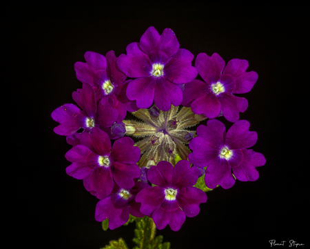 fleurs-verveine-Sinar-21-fevrier-2022-1.jpg.082bfb11a17610a215d2ba35d8011f54.jpg