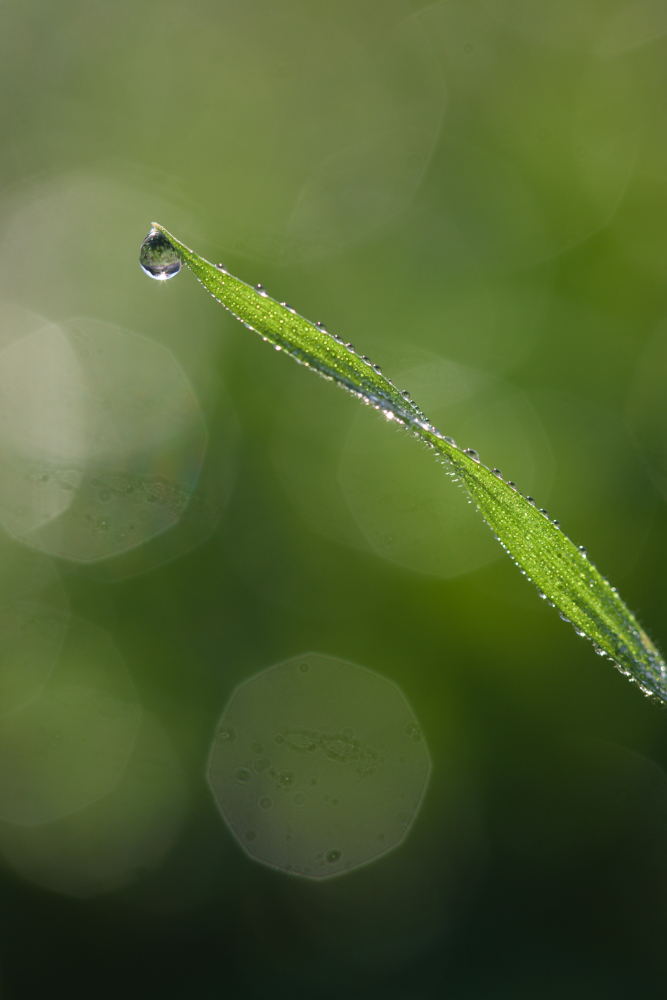 goutte-5983.jpg.b29c83fab337fd5545e40c4e4df4789c.jpg
