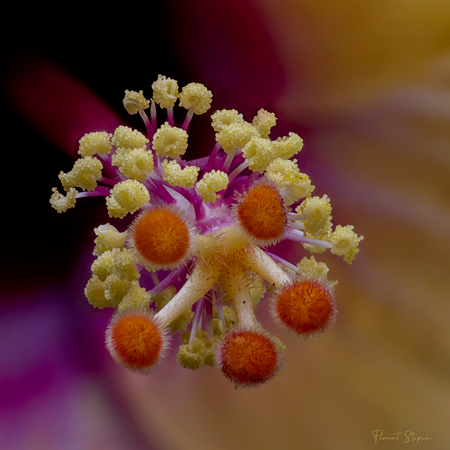 pistil-fleur-Hibiscus-31-juillet-2021.jpg.0f5784bbafc3f17c753172409f136781.jpg