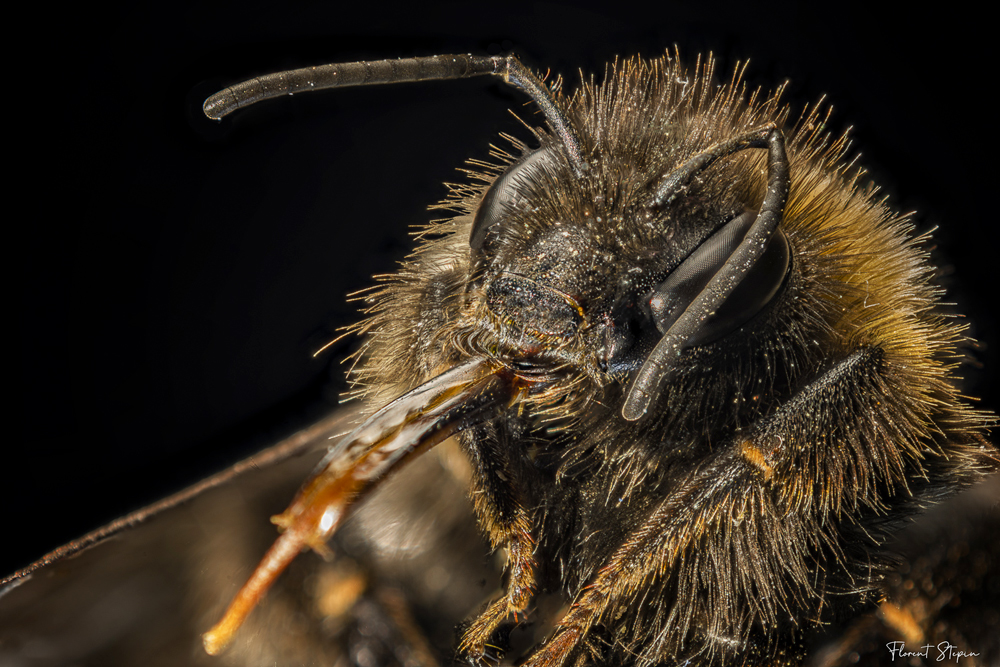 portrait-bourdon-macrox16.jpg.f2ea97308d098e20cb17afb22b04de90.jpg