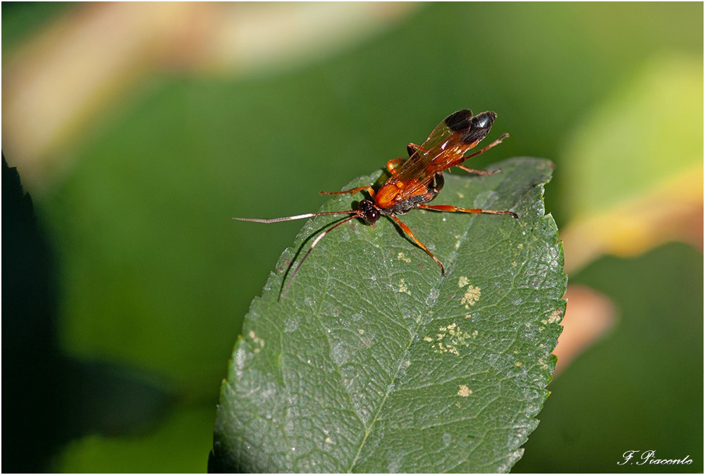 1611920872_Insectevolant_bis.jpg.516da6cfcd1106972d30afb7c84cab91.jpg