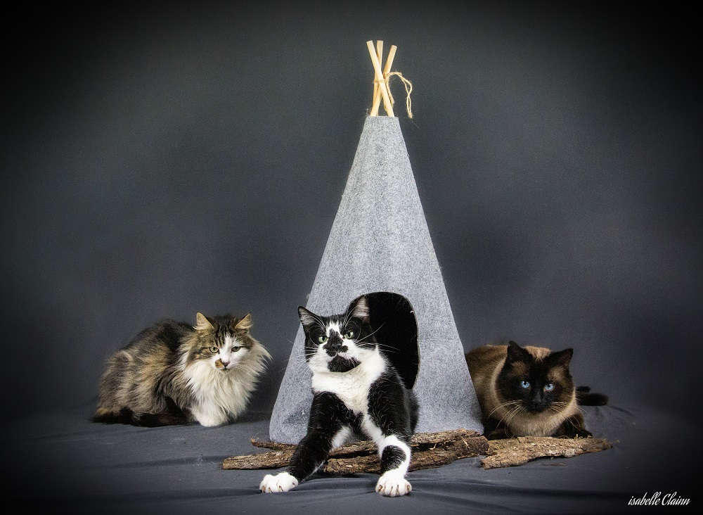 chat tipi 9 - Copie (2).jpg