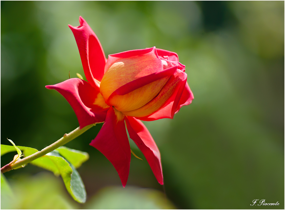 27-Rose.jpg.e2db88c2322753c86d355c0aa262e0a7.jpg