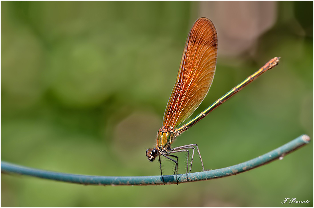 28-Demoiselle.jpg.408566ea785dbde3d2fac0ab20063d3a.jpg