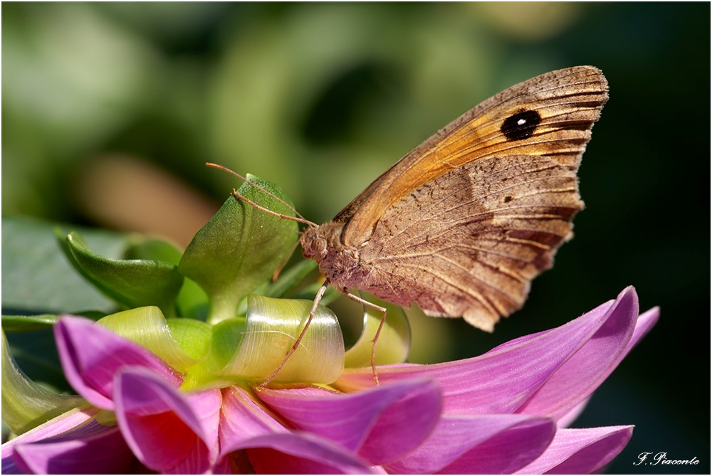45-Papillon.jpg.dfe313a1b3d77f6ffeda4a33796e956f.jpg