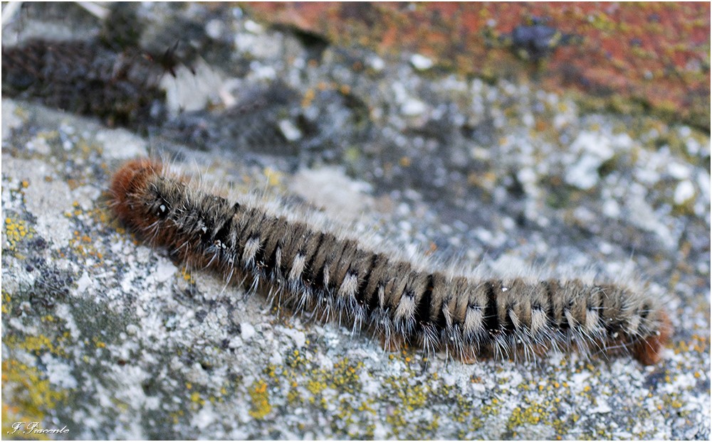 50-Chenille.jpg.dee844b1b6c6d41f72c6862914f3054d.jpg