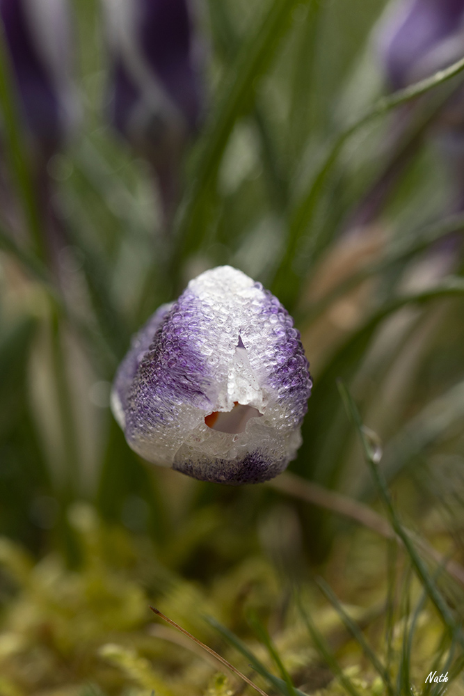 Crocus_7.jpg.618dc752dd8a5abff790a599b78722ca.jpg