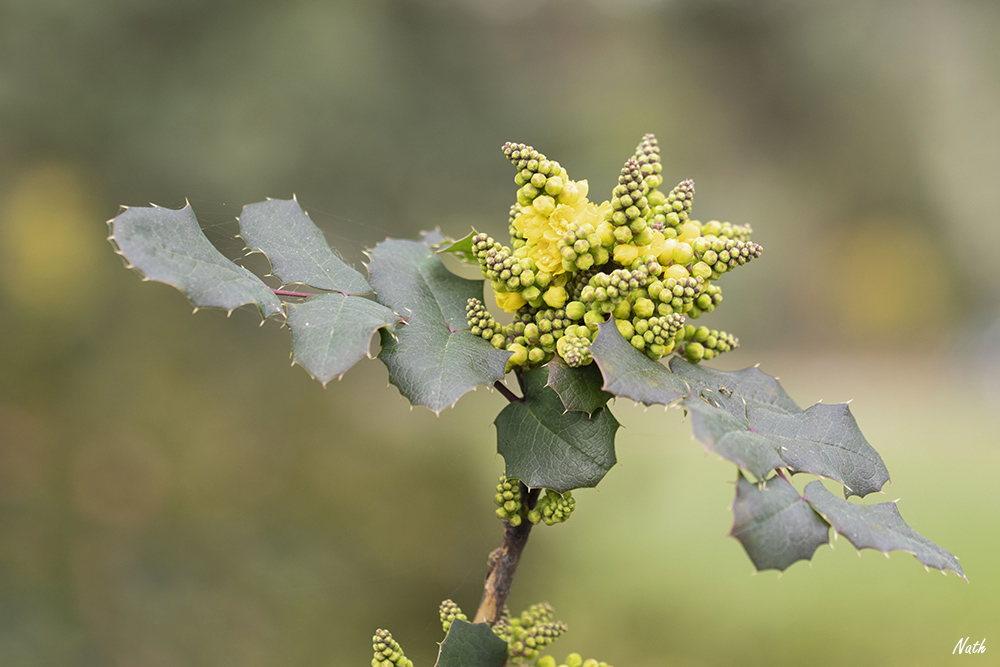 Fleurs_11.jpg.613f457e869478a155e232e17ac8384a.jpg