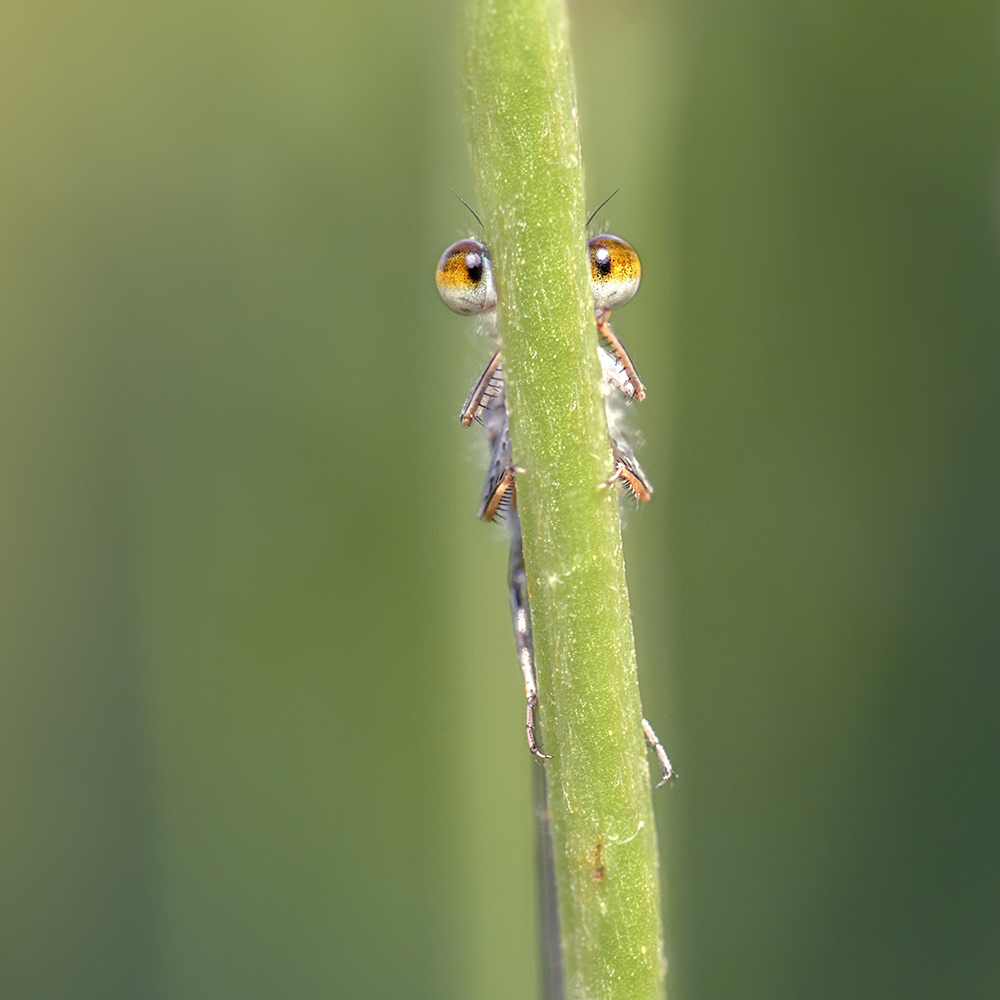 MACRO-13copie.jpg.579b4ab5fb2d0a527e737550957d3871.jpg