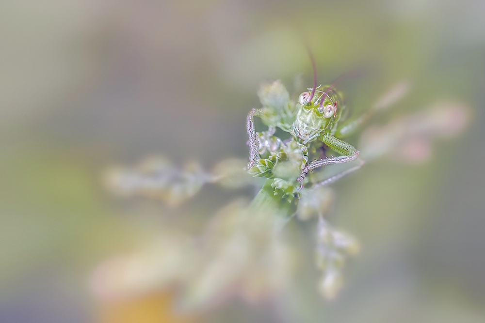 MACRO-29copie.jpg.ad6fc923e250a069bb22a01feda9a5c9.jpg