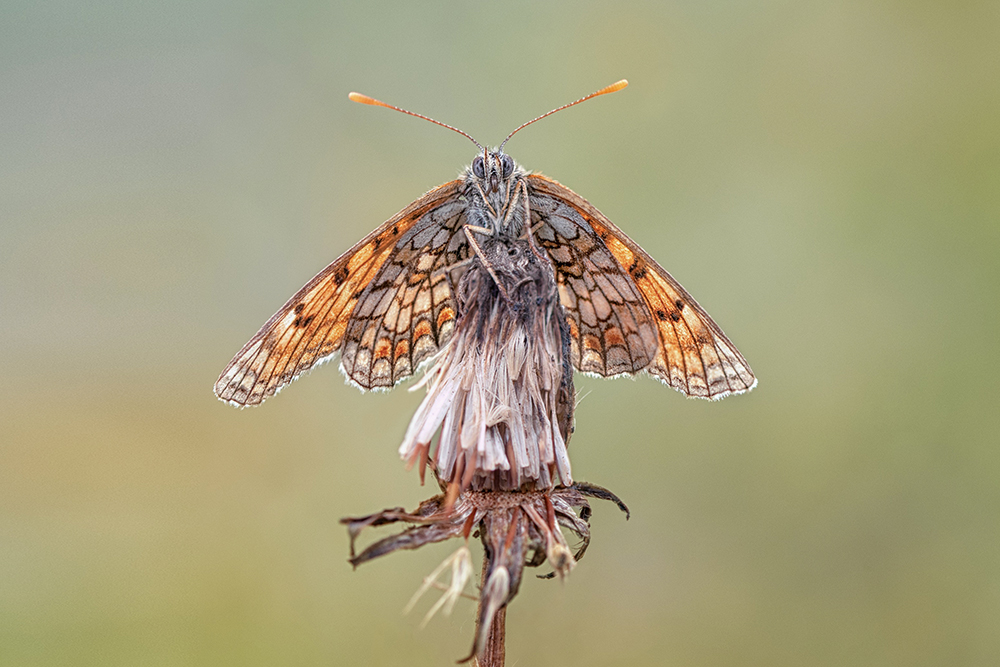 MACRO-37copie.jpg.5a07d5a6c445e2c028d1326fa729c021.jpg