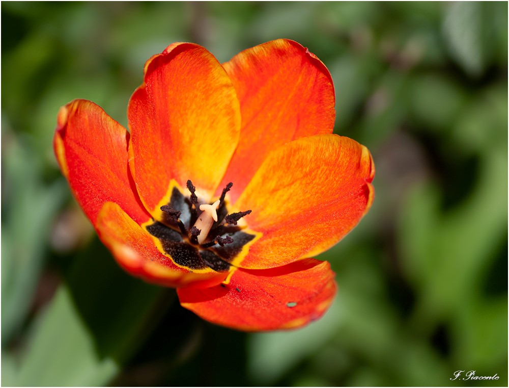 Tulipe.jpg.fccee52a48fa0bd1f10e72dd75ab9712.jpg