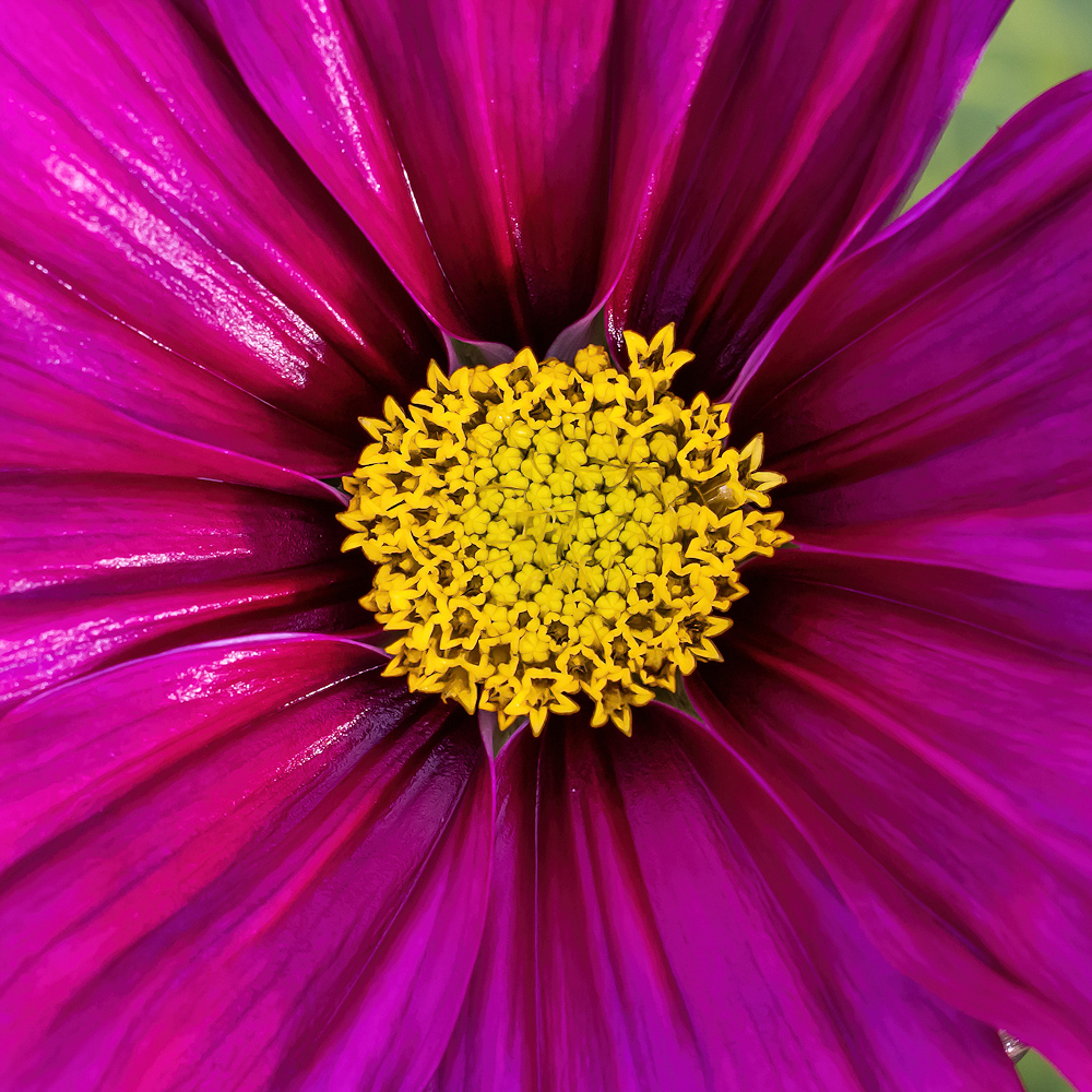 104A0425-export-sharpen-Softness.jpg.55cbeb71a70bbec7c8d4f6aef6f7ff0f.jpg