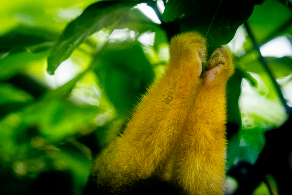 20220818-FRANCE-MARTINIQUE-ANSELATOUCHE-ZOO-3.jpg.ddc64fadbd3a244e0cee51d8c44d3a07.jpg