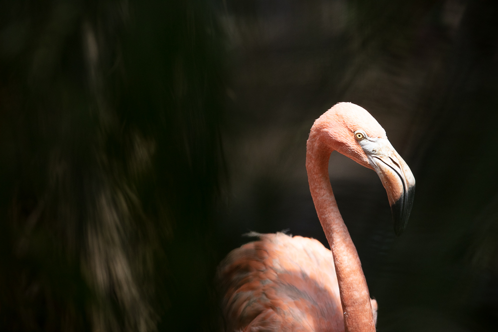 20220818-FRANCE-MARTINIQUE-ANSELATOUCHE-ZOO-5Ds-166-2.jpg.347b06ea3cba8168d1370b8307455c9a.jpg