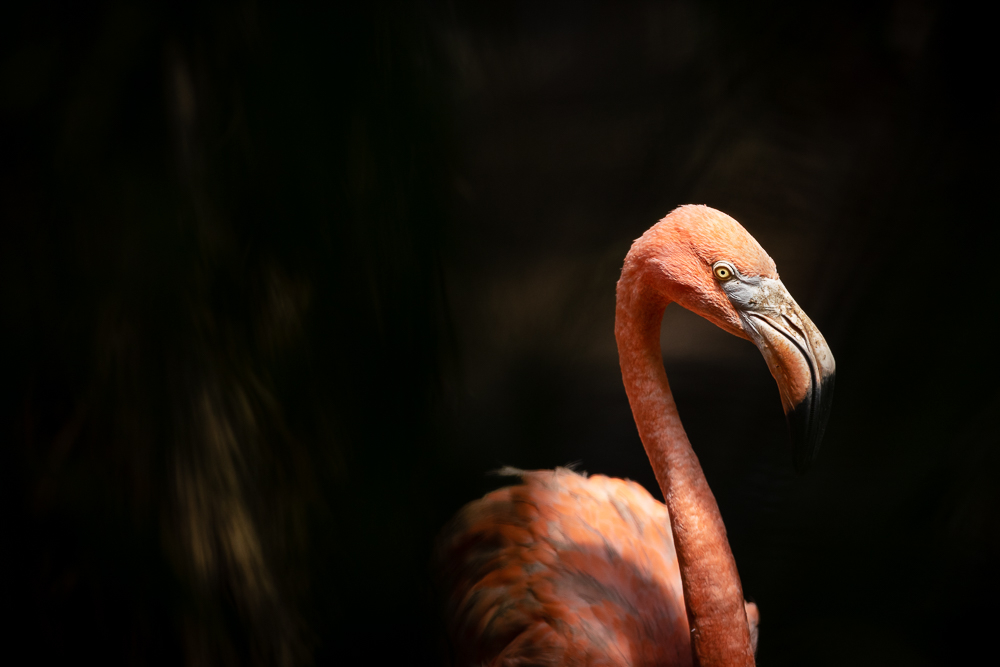 20220818-FRANCE-MARTINIQUE-ANSELATOUCHE-ZOO-5Ds-166.jpg.ce72189abc3c58f9b80d7f9b4a313ae7.jpg