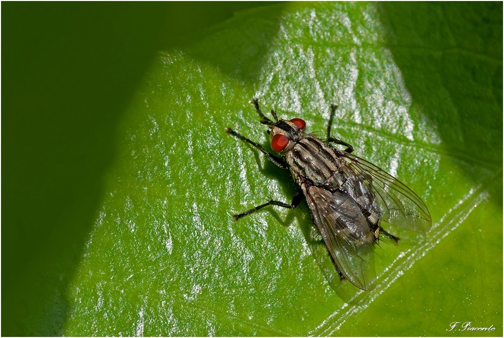 89-Mouche.jpg.b2cf4976ff5e004ce418ec0ec6b70d6a.jpg