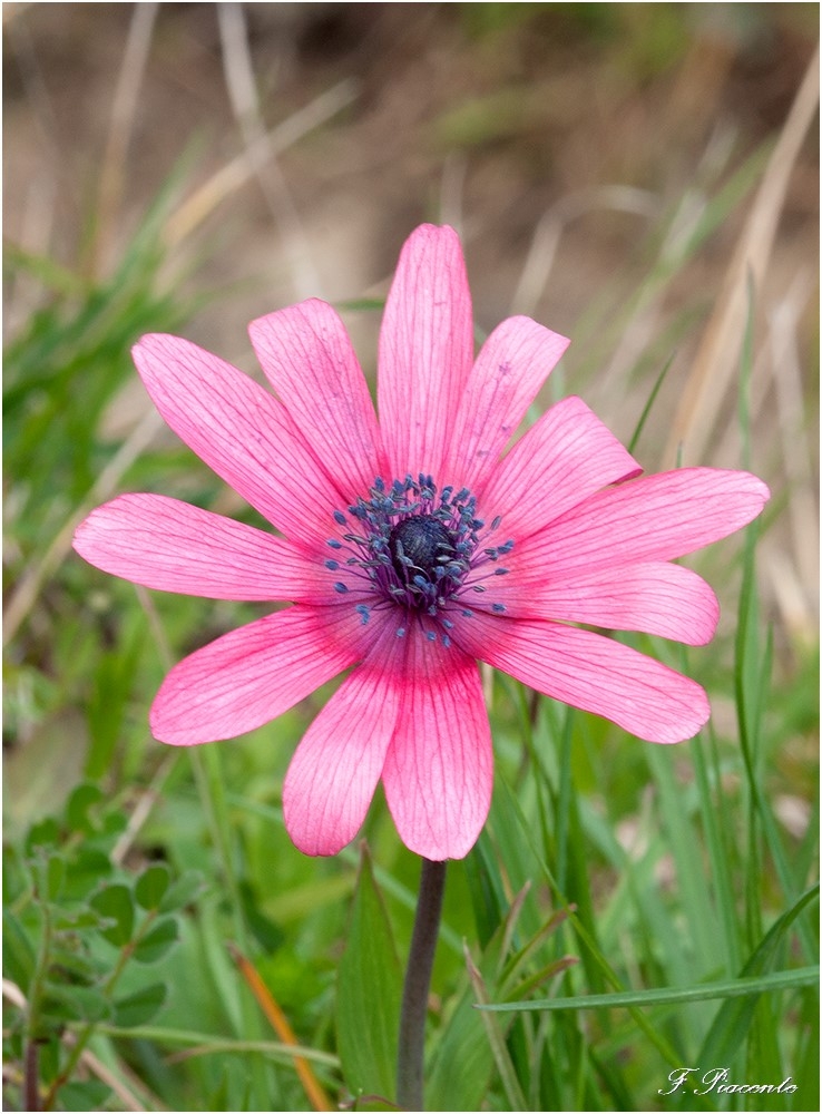 90fleur.jpg.d1bacc41e64dbe5b601e18cd3e8e8305.jpg