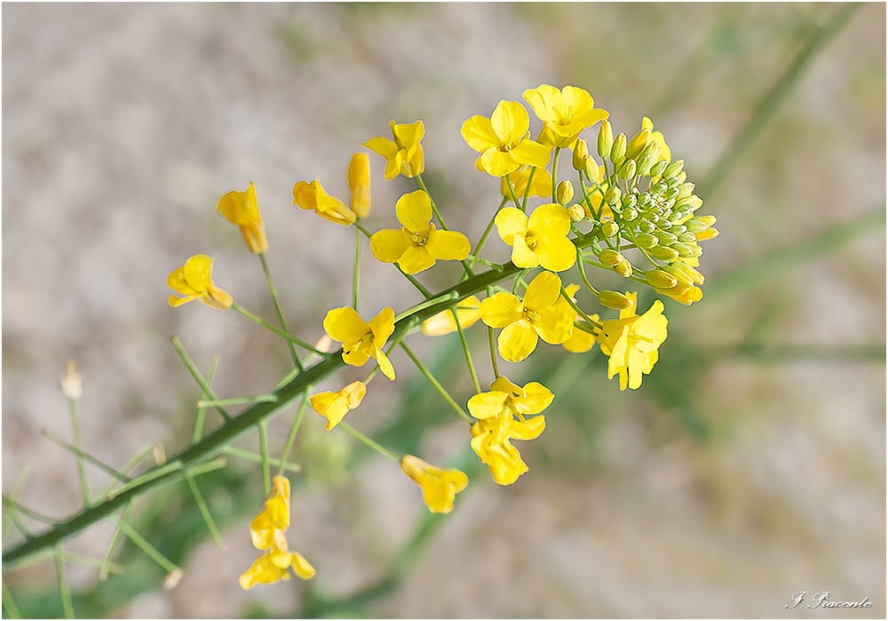 91-Fleurs.jpg.73778fce7eefda7cd6a1de185b25d20c.jpg