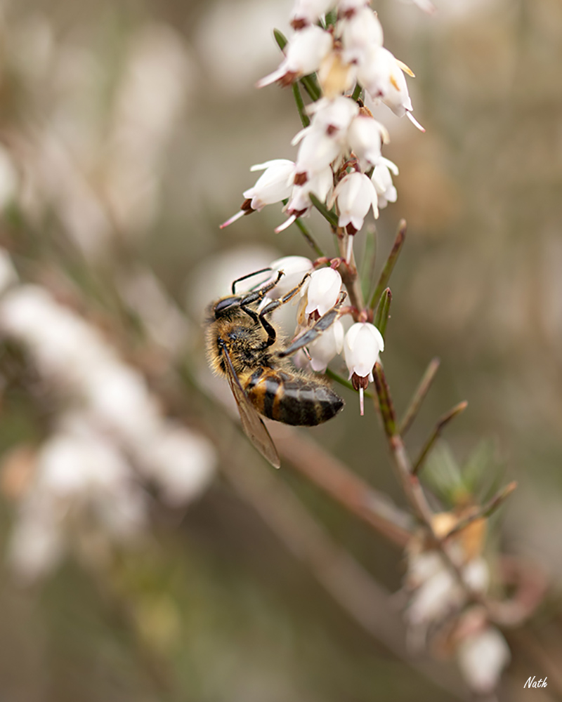 Abeille_2.jpg.7279a6307511408191e144142a72efba.jpg