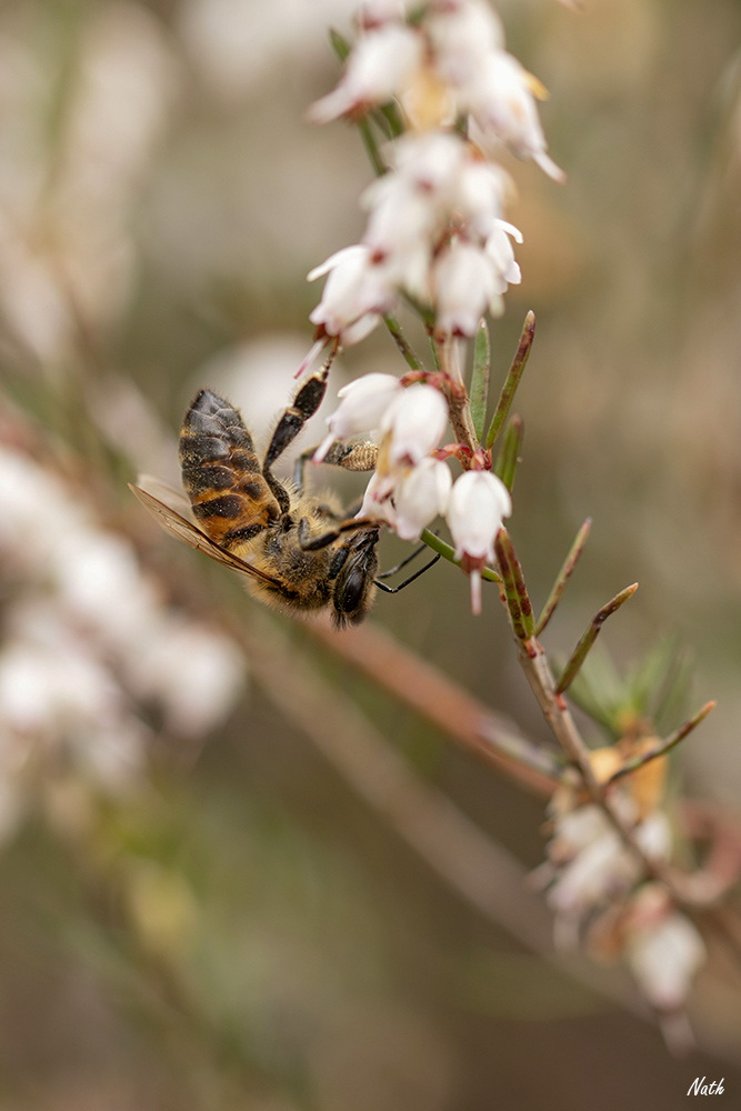 Abeille_5.jpg.d562cff0490d3d3c56327931a8e132bc.jpg