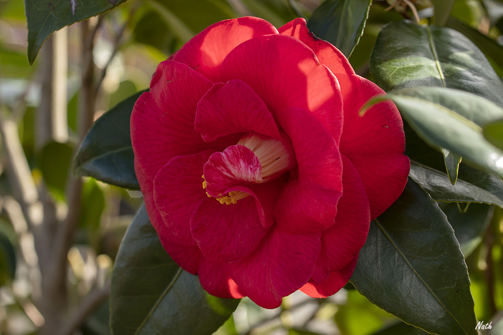 Camlia.jpg.5c91fe9542a9edefc84d945d22e149de.jpg