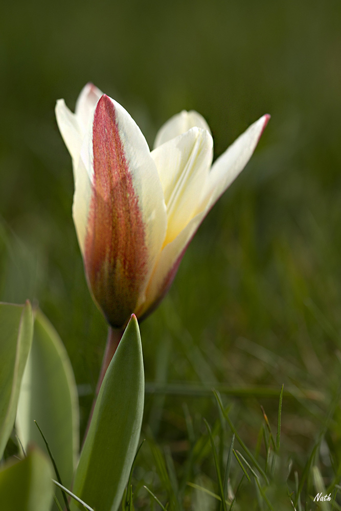 Crocus.jpg.4d7333d5f5675f484ce52cb37fbad31c.jpg