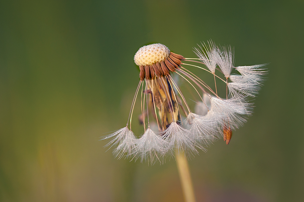 FLORE2copie.jpg.c57a451b6cb072b102257bd03e889190.jpg