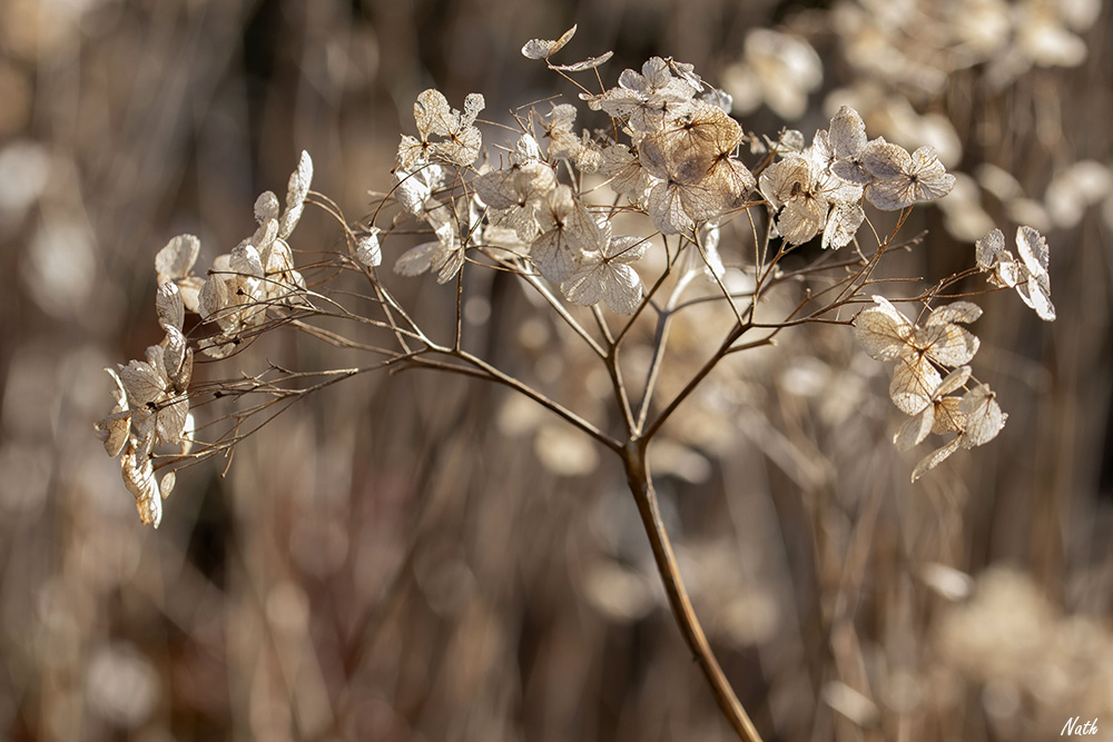Hortensia_2.jpg.077b16bc0e5edea0ac3777eef0a7e2f8.jpg