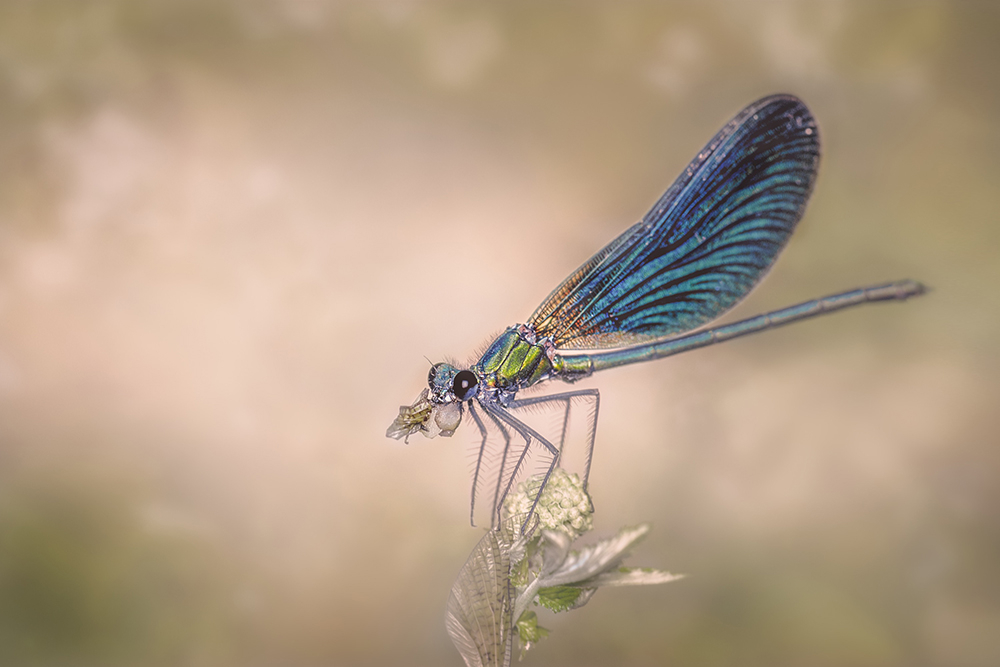 MACRO-11copie.jpg.f12c337d4640e9c4f285695cfd99d9d2.jpg