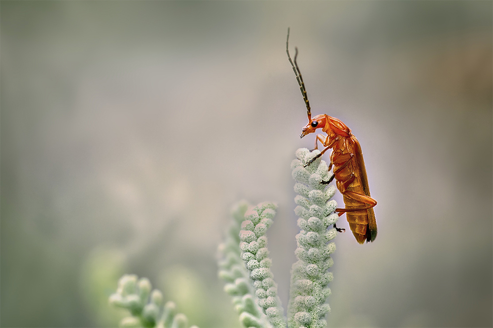 MACRO-134copie.jpg.13c18106c7ca732ab51267b6cb6e1c85.jpg