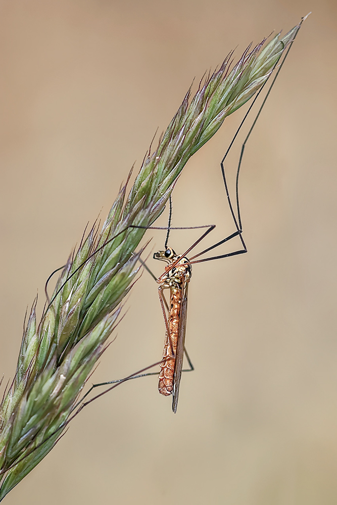 MACRO-146copie.jpg.53c361daa73355d1e0ab26123b02b611.jpg