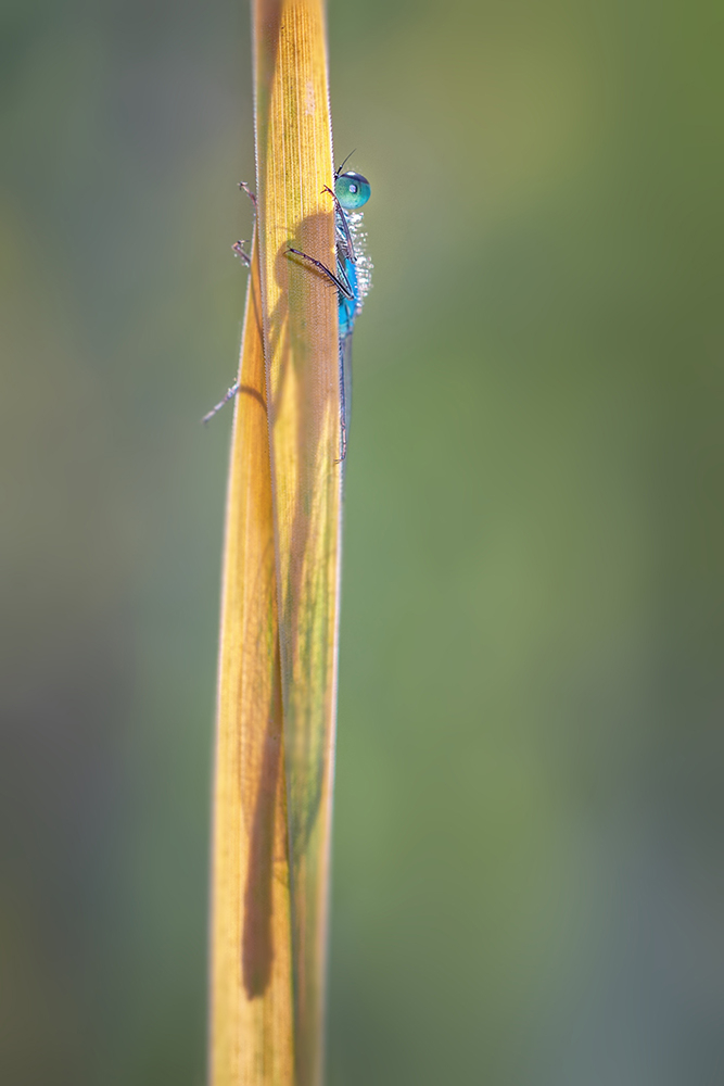 MACRO-14copie.jpg.3f758fa66d5d775bbf0498e5355e2f58.jpg