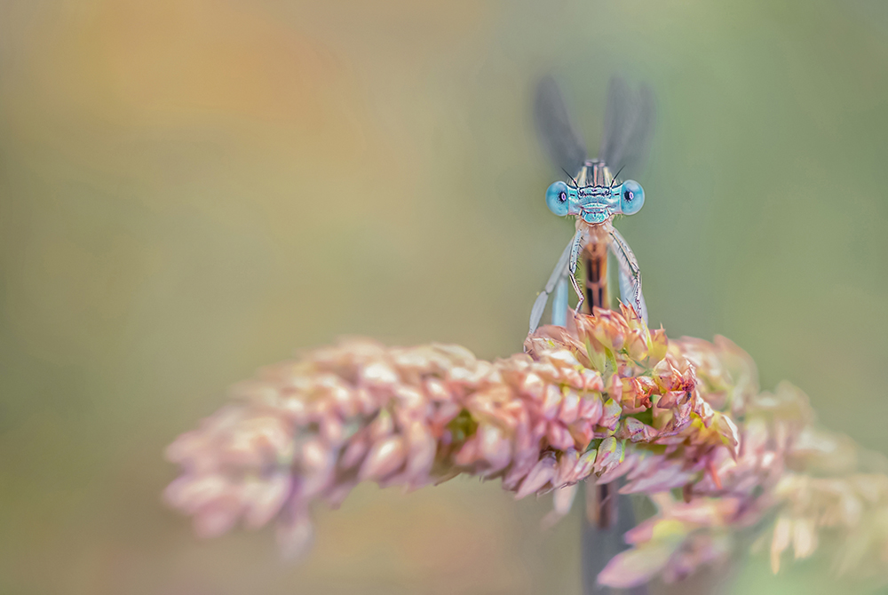 MACRO-18copie.jpg.9fd85202500ac821ce8334fe7d92dc39.jpg