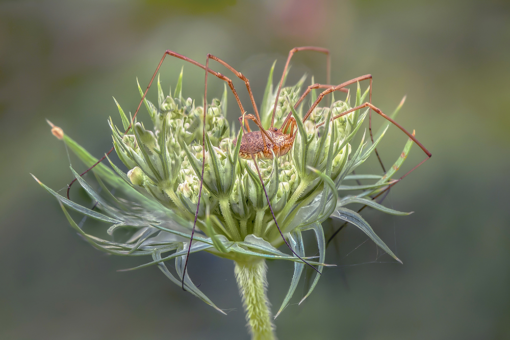 MACRO-57copie.jpg.e847f65f4e55b0ea96d21b1b9508a19f.jpg