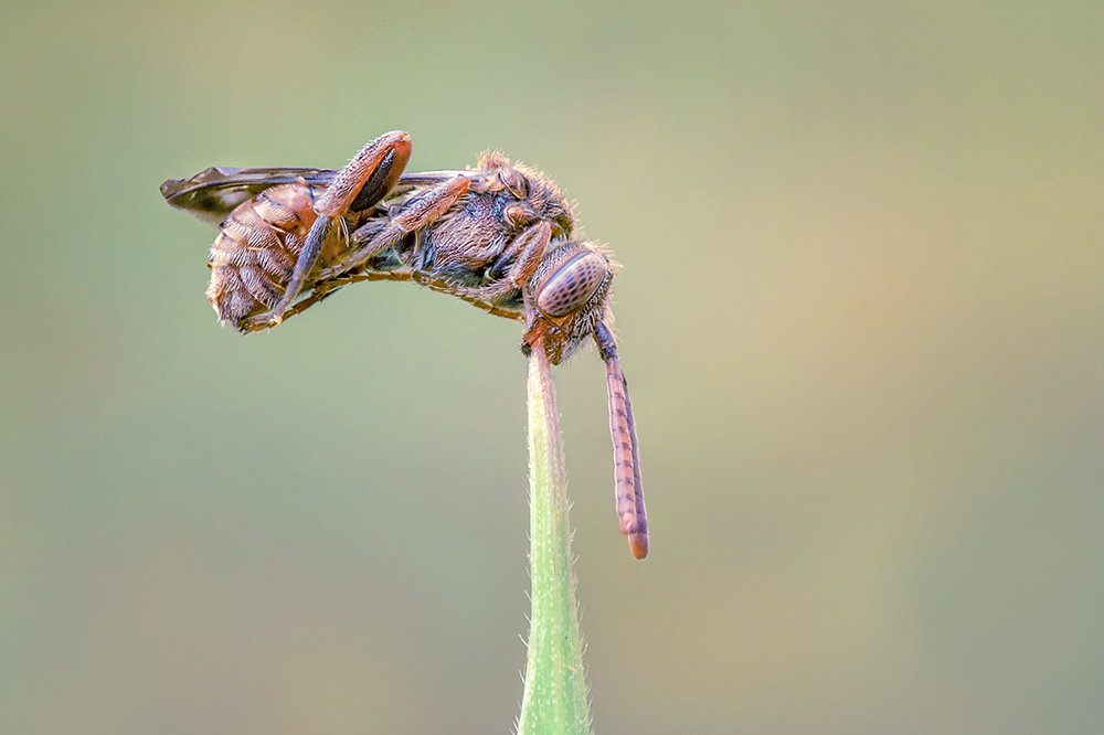 MACRO-93copie.jpg.69075a72ad867dc43c3d7a05499655d9.jpg