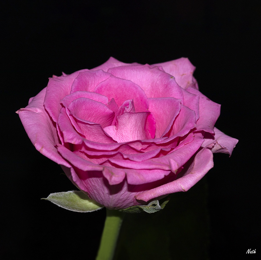 rose_1.jpg.3d243e8194216cf204bfe51f00b647eb.jpg