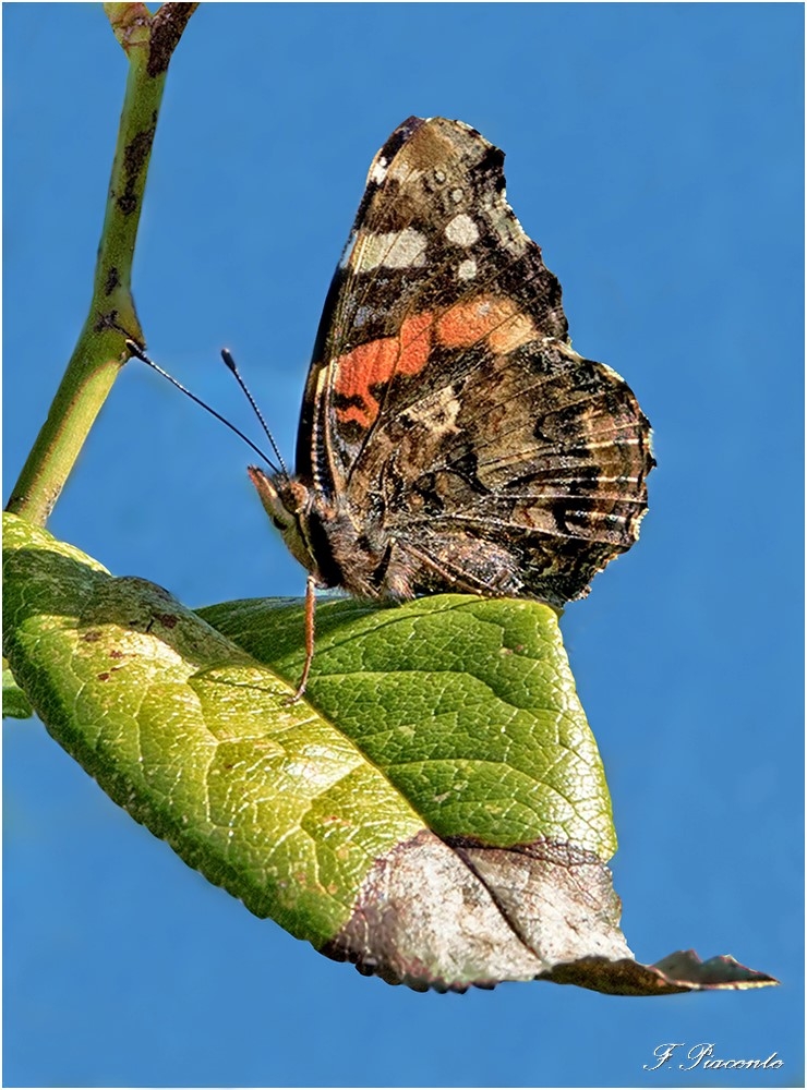 100Papillon.jpg.be87fb29481b3b811cc5cab59b8bc0b5.jpg