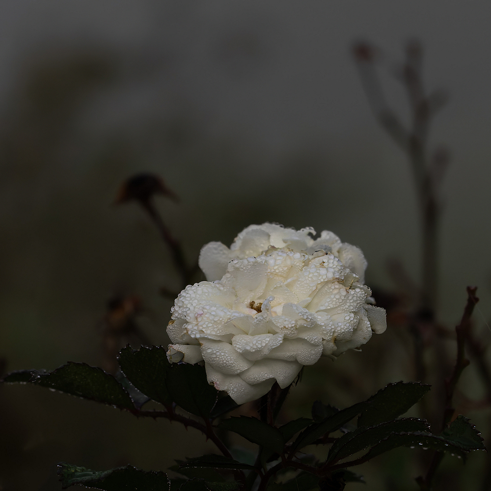 104A0604.jpg.7d8e378918ded6e2d6acc14526b212cd.jpg