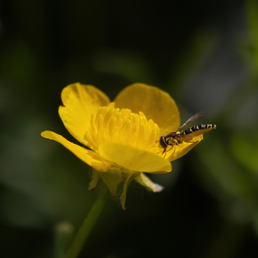 104A1819-export-sharpen-Motion.jpg.62aa0c2c79864b32a6b64ce9dab45b79.jpg