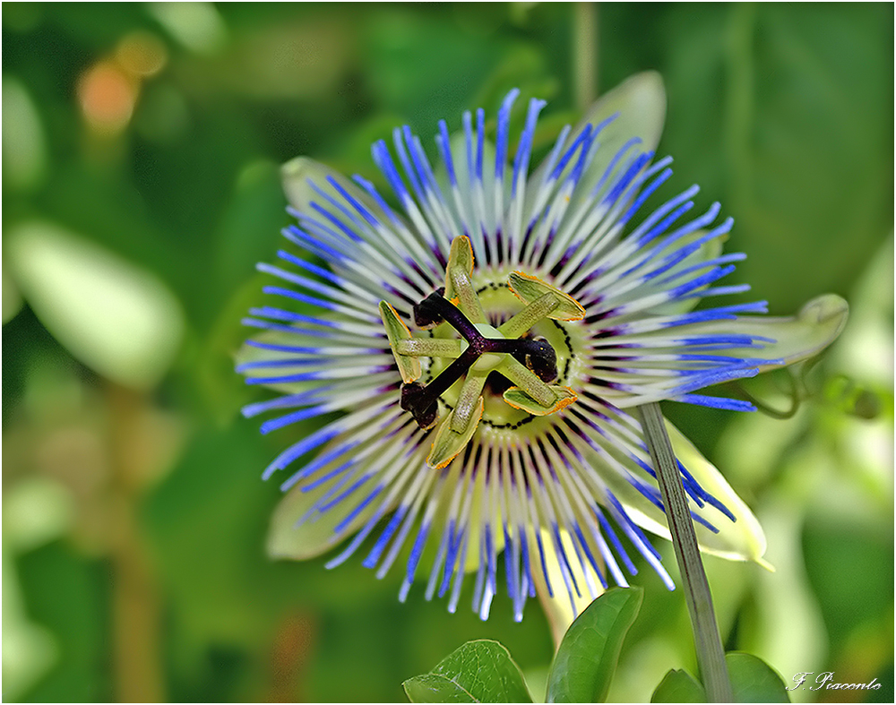 110_Passiflore.jpg.92a5a6f83922db8f9d7a94bd2f7d8d76.jpg