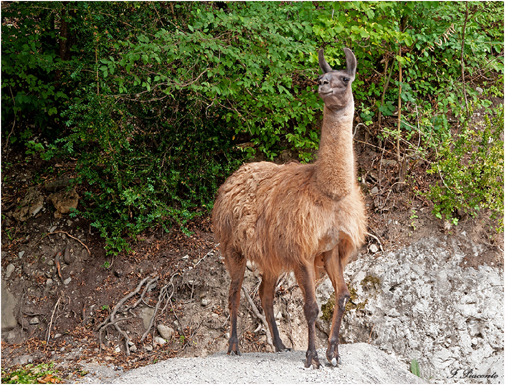 112_Lama.jpg.428b4019af755c349d82c7920ef2949d.jpg