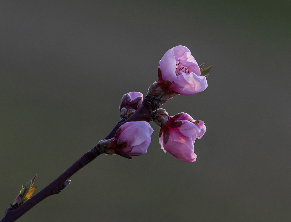 1O0A0443-export-sharpen-Motion.jpg.6a329f0bd0ccc9016a1e5073fe83f94e.jpg