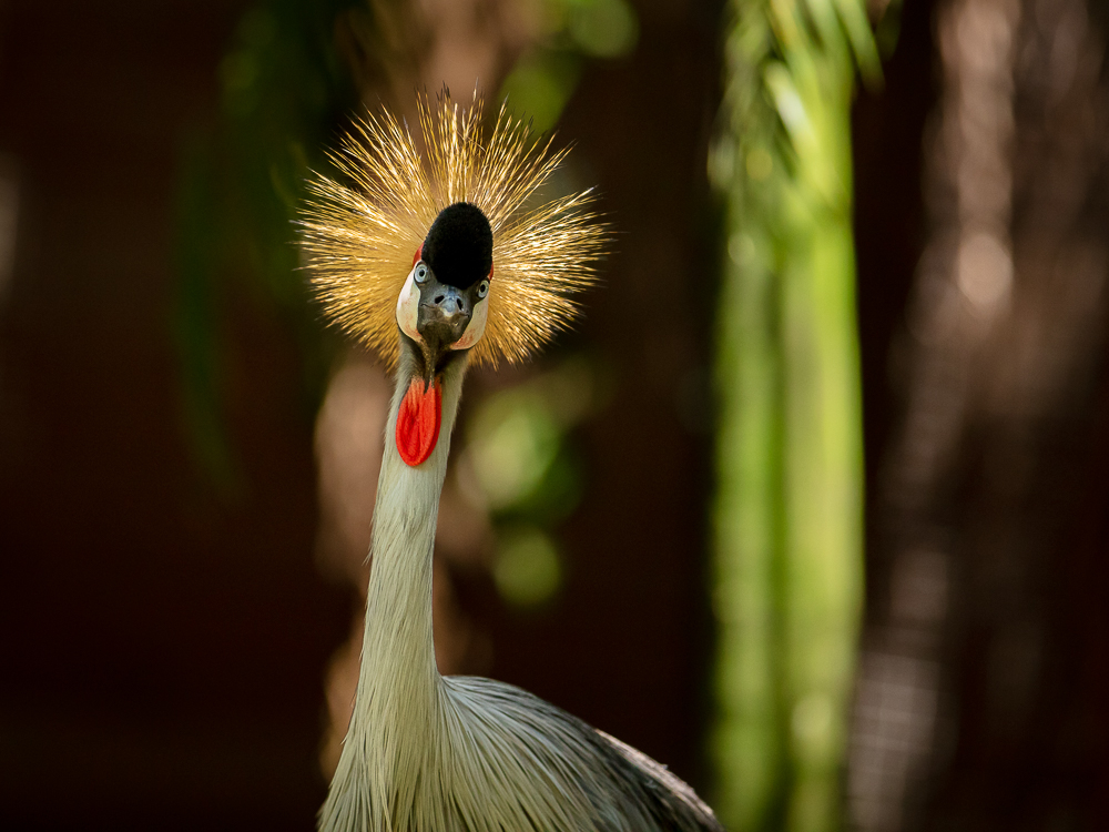 20220818-FRANCE-MARTINIQUE-ANSELATOUCHE-ZOO-5Ds-130.jpg.a1bbfeb7d596e5b3d1c48283e5334b99.jpg