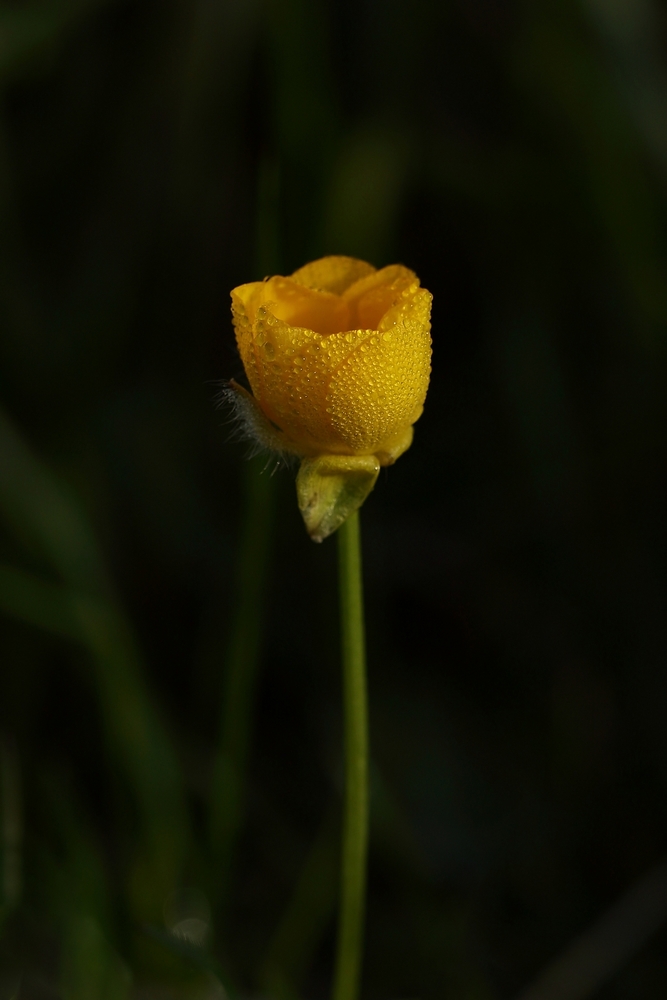 2G6A5993.jpg