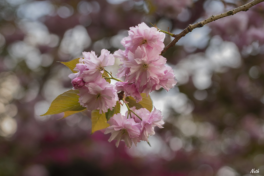 CerisierduJapon.jpg.d95ff4d344b91426b74929e0c3e07b63.jpg